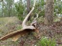 <p>This fell from the spotted gum.  It might be hollow, but it will still splat you into paste</p>