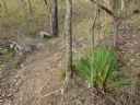 <p>Bonzai Grass Tree on Barney's, January 2013</p>