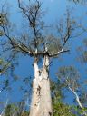 <p>A large tree on Casuarina</p>