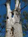 <p>Grey gum with a history</p>