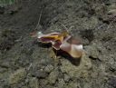 <p>Huge moth - the size of an adult hand and fingers</p>