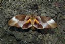 <p>To see the colours, this huge moth had to be flapping its wings.  When it was still, it was a drab brown and camouflaged like a leaf or bark</p>
