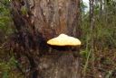 <p>Man this flying saucer just came winging in and slammed this tree man</p>