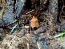 <p>Drying out after heavy rain</p>