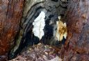 <p>Wounds</p>