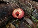 <p>Fungi are cool</p>