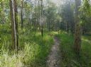 <p>A nice afternoon trail scene on Pete's</p>