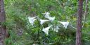 <p>Nice weeds</p>