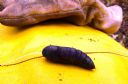 <p>Purple wiggly cacoon thingy</p>