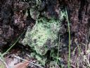 <p>More Nerang decay</p>