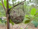 <p>Nest the size of a golf ball</p>