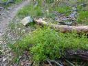 <p>A larger tree felled this one, but Summer rains have kept it trying to live.  Will we have to shave new growth to keep the trail smiling?</p>