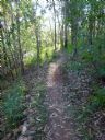 <p>Nice singletrack line forming</p>