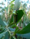 <p>A spikey stinging caterpillar (Wattle Cup Caterpillar)</p>