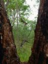 <p>Some funky trees</p>