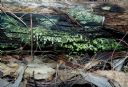 <p>Colouful growth on a fallen tree, like little trumpets</p>