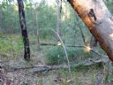 <p>Part of an outdoor challenge route that goes straight down a creek line.  I doubt QPWS would let us do that</p>