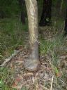 <p>A spotted gum with a foot</p>