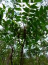 <p>Looking up at the canopy</p>