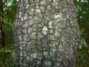 <p>There's tesselated bark and then there's tesselated bark</p>