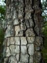 <p>Geometric tree</p>