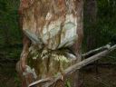 <p>History of the park.  A long time ago this tree was sentenced to death and it is not happy</p>