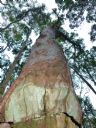 <p>Life over death after a reprieve</p>