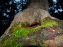 <p>Flourishing life around a tree cavity</p>