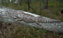 <p>Eastern bearded dragon - chilling out</p>