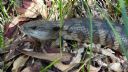 <p>A gentle reptile</p>