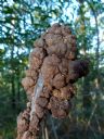 <p>Alzheimer's of the forest</p>