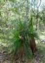 <p>A happy triple grass tree</p>
