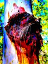 <p>His arm torn off, this tree carries on with a minimal dressing</p>