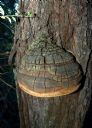 <p>A tree wart</p>