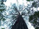 <p>Canopy tree</p>