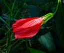 <p>Very colourful, but it's a weed near North Street Fire Road</p>