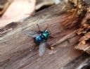 <p>A pretty fly</p>