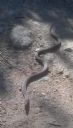 <p>Phone cam pic of a 45cm reptile.  The face was lighter in colour and the body brown to tan with a cream belly.  Coastal Taipan maybe</p>