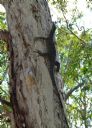 <p>Goanna of the Day.  He's about 15cm across the body</p>