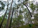 <p>Unless you like 10 tonnes of wood on your head, don't hang out here</p>