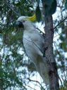<p>This bird came down to see what we were up to</p>
