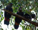 <p>Mum (in the middle), Dad and the Kid came to say hi.  Glossy Black Cockatoos or Casuarina Cockatoos are listed as 
