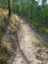 <p>Goanna tracks on Three Hills Singletrack</p>