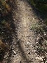 <p>A large goanna was here</p>