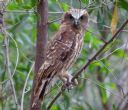 <p>A Barking Owl checking things out</p>