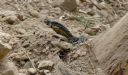 <p>Flacco the goanna checking our work</p>
