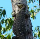 <p>This big fellow is Godzilla.  He's been watching our work on Three Hills for over a year.</p>