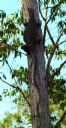<p>Godzilla's tail is longer then all of Flacco, who lives a bit farther up the trail.</p>