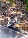 <p>This little dude was with his parents at the velodromne.  He is way too little to be out of the nest.  Hope he makes it.</p>