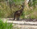<p>I think I saw this grey roo last year as a joey.  His mother is out of sight</p>